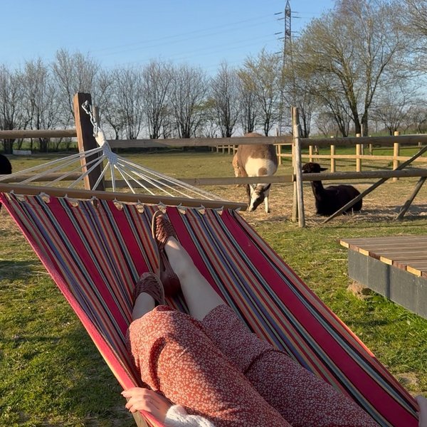 Domaine AbracadaRoom : Les alpagas du clos - Image 4