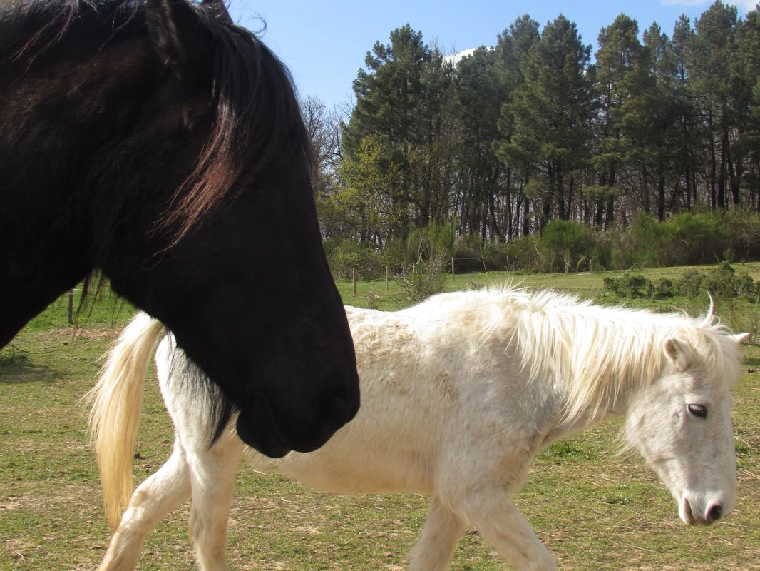 Tiny Pony – Dormir au milieu des chevaux jusqu' à 5 personnes à Saint-Donat-Sur-L'herbasse (4)