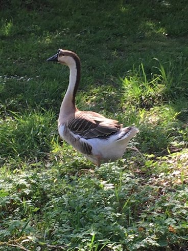 Domaine AbracadaRoom : Les Toiles de La Tortillère - Image 8