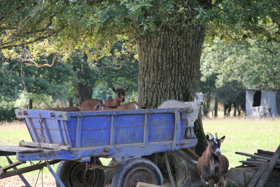 Hébergement AbracadaRoom : La Roulotte Kanavu au milieu des animaux - Image 3
