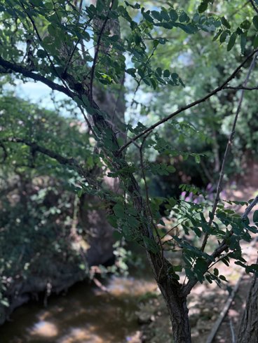 Domaine AbracadaRoom : La roulotte dorée - Image 30