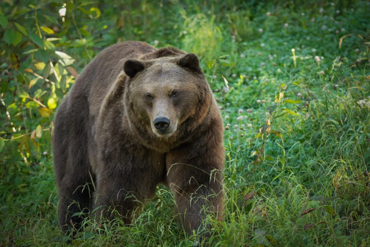 Domaine AbracadaRoom : Domaine des Grottes de Han - Image 4