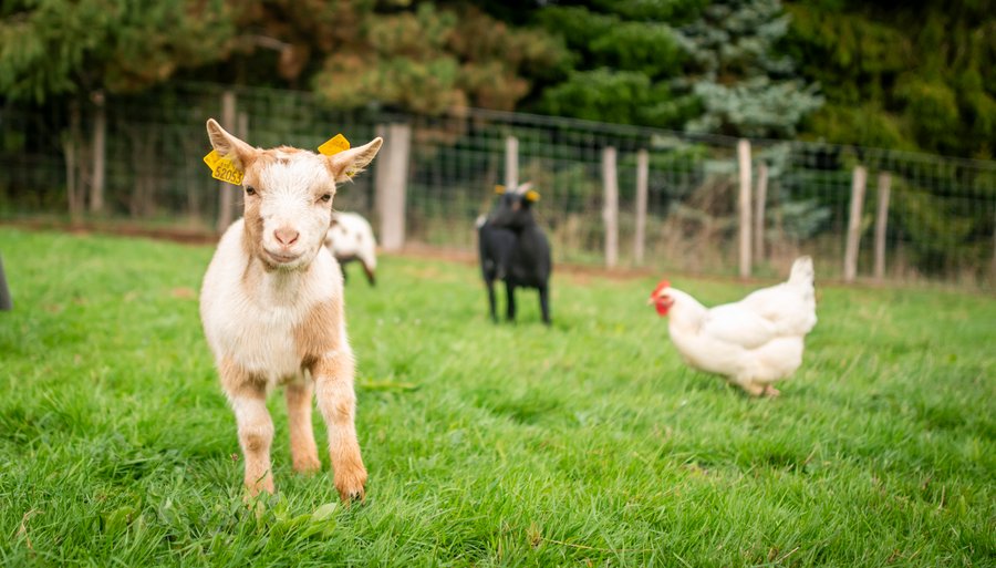 Domaine AbracadaRoom : Domaine des Étoiles - Image 9