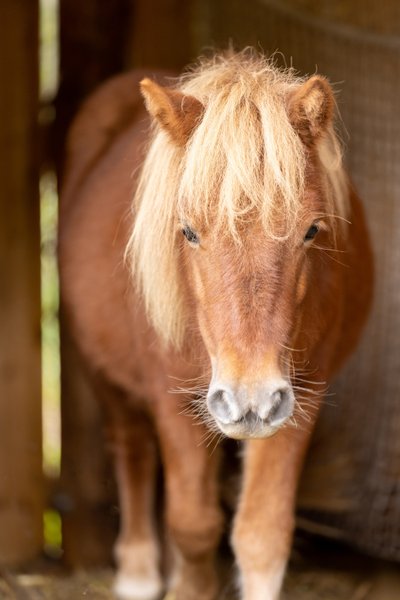 Hébergement AbracadaRoom : Dôme au milieu des Alpagas - Image 44