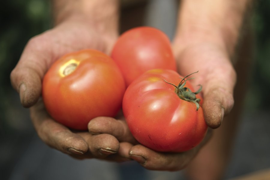 Domaine AbracadaRoom : Camping à la ferme Les Rangs d'Oignons - Image 6
