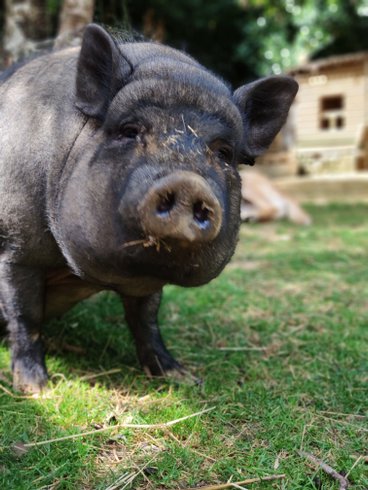 Domaine AbracadaRoom : La Roulotte d'Emilie - Image 11