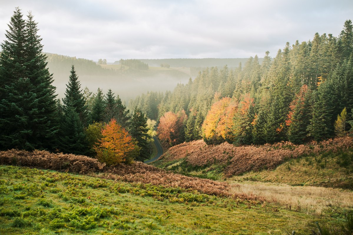Homnest - L'Instant Sauvage - Vue Cimes & Forêt à Riotord (30)