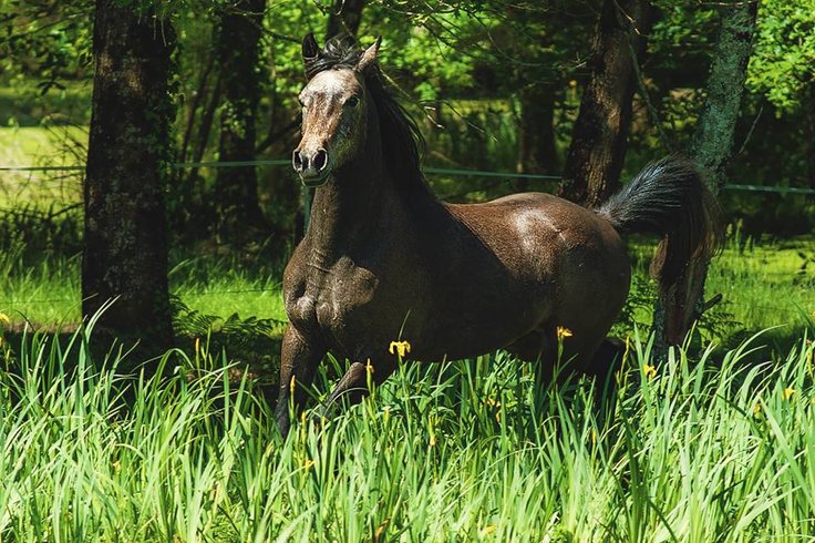 Domaine AbracadaRoom : Le Ranch Amadeus - Image 3