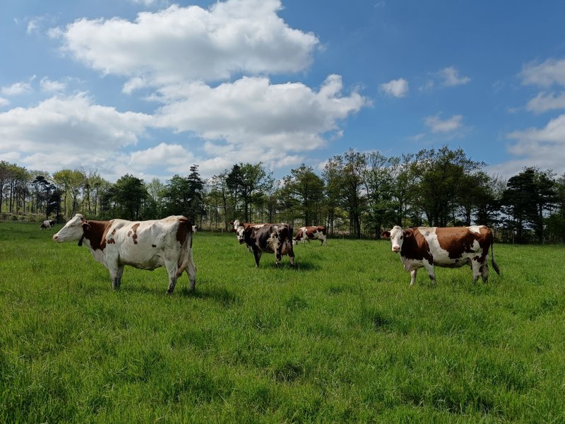 Domaine AbracadaRoom : Homnest (Bessins) - Image 17