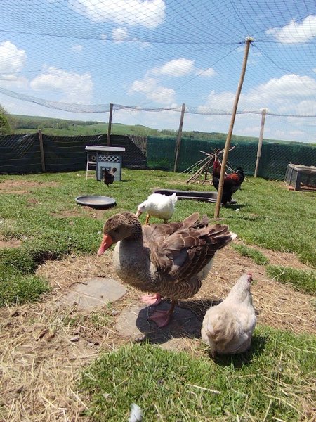 Hébergement AbracadaRoom : La Roulotte  Romantique du P'tit Buron - Image 21