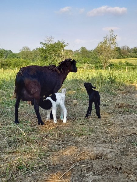 Hébergement AbracadaRoom : Ecolodge nature avec filet détente - Image 7