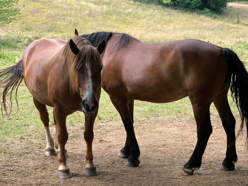 Domaine AbracadaRoom : Cabanes Spa Châteaux - Le Peydébé - Image 16