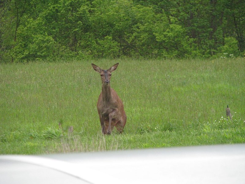 Domaine AbracadaRoom : O Nids d'ore - Image 2