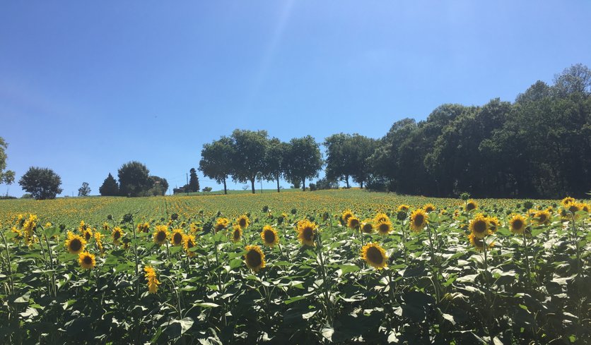 Domaine AbracadaRoom : Le Mas de Briquepierre - Image 10