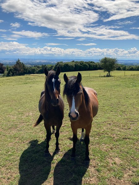 Hébergement AbracadaRoom : La Roulotte de Campras - Image 21