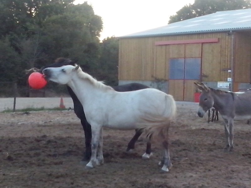 Domaine AbracadaRoom : Écurie Leseigneur - Image 2
