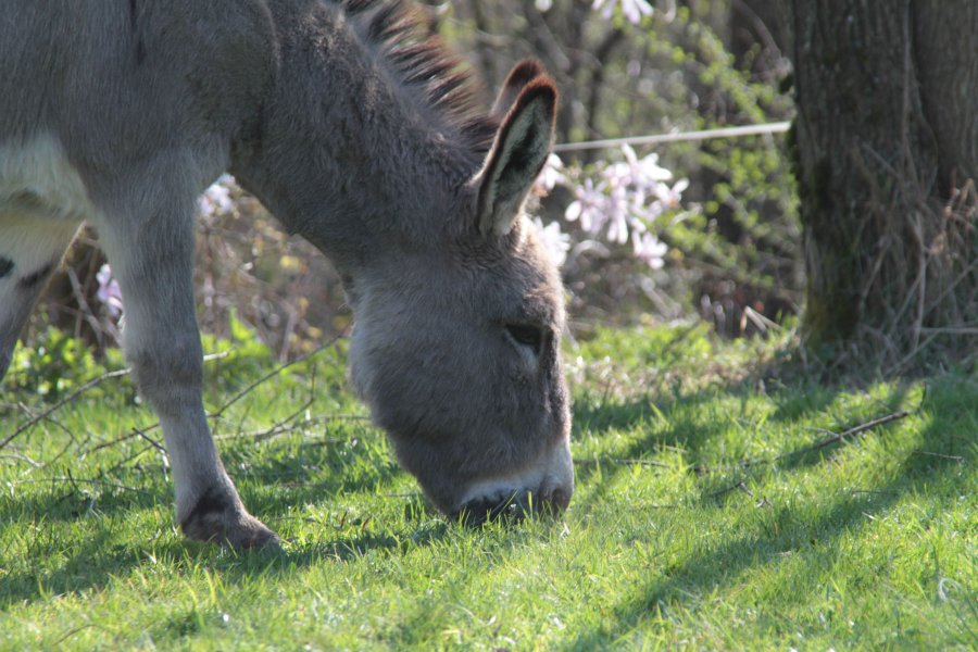 Hébergement AbracadaRoom : PoppyPod - Image 7