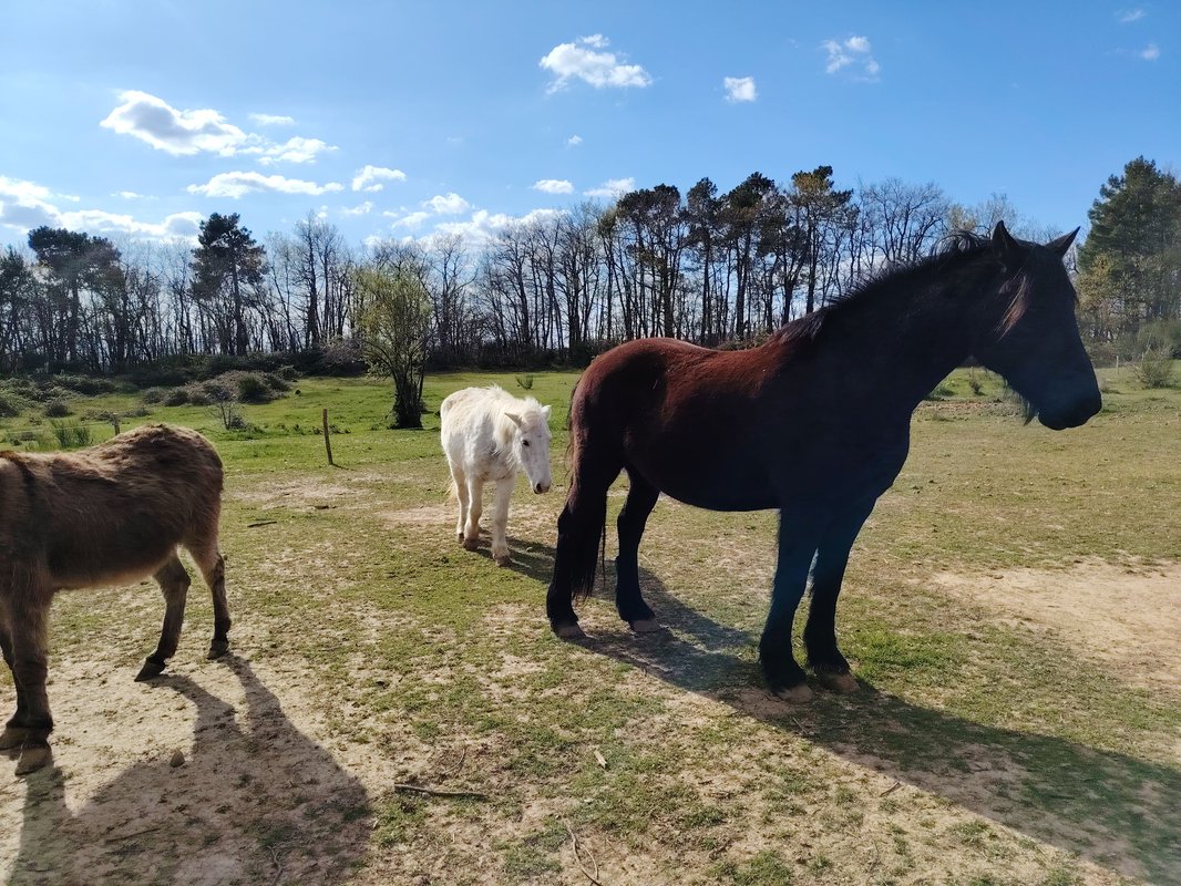 Tiny Pony – Dormir au milieu des chevaux jusqu' à 5 personnes à Saint-Donat-Sur-L'herbasse (3)