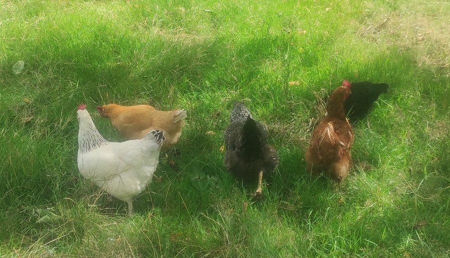 Domaine AbracadaRoom : Maisonnette Perchée - Image 14