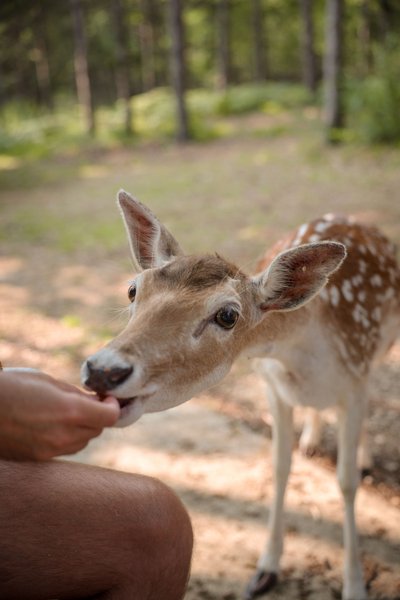 Hébergement AbracadaRoom : Cabane Spa Vitaminée - Image 11
