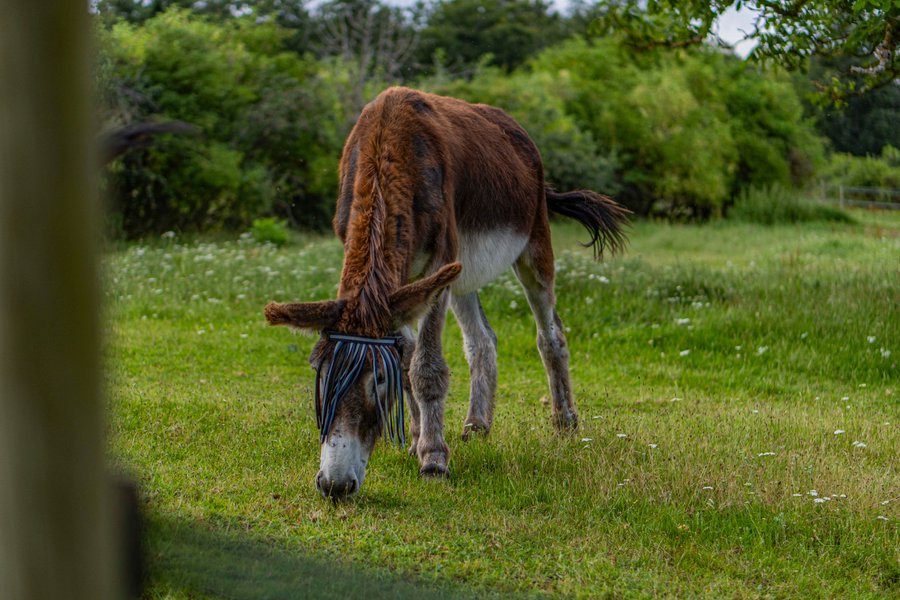 Hébergement AbracadaRoom : Le Bosquet des Dômes - Panorama des Puys à Cheval - Image 38