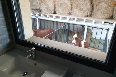 [4]  Chambre  3 pers. vue panoramique sur l’ensemble des chevaux à Fraisnes-En-Saintois (2)