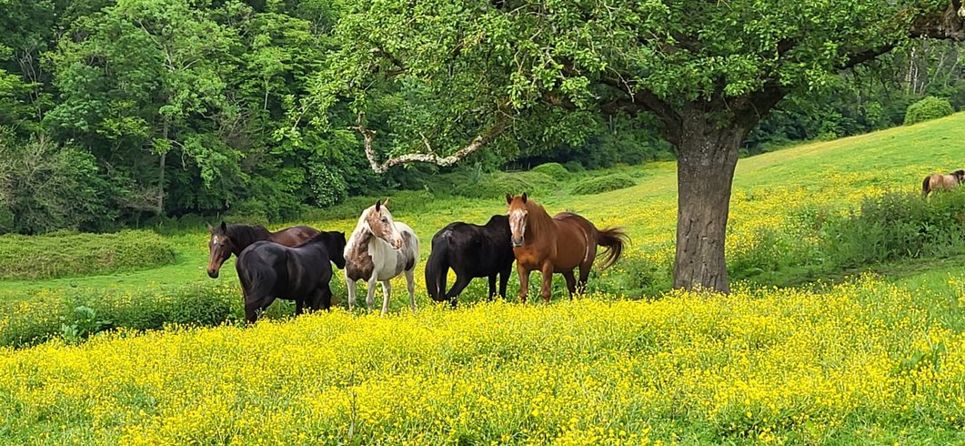Hébergement AbracadaRoom : La Roulotte de Jane - Image 20