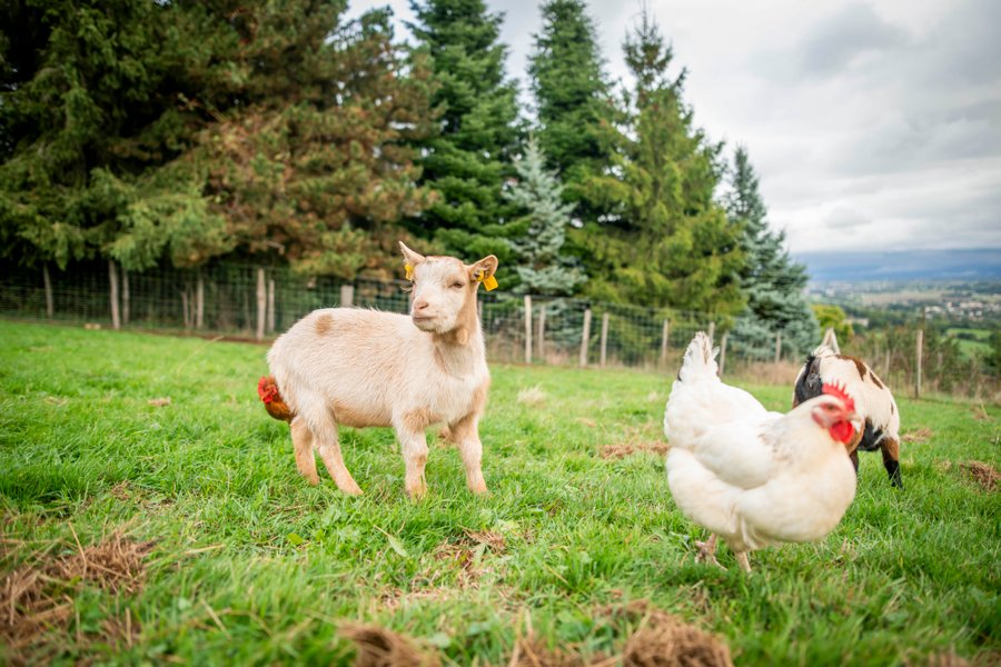 Domaine AbracadaRoom : Domaine des Étoiles - Image 14