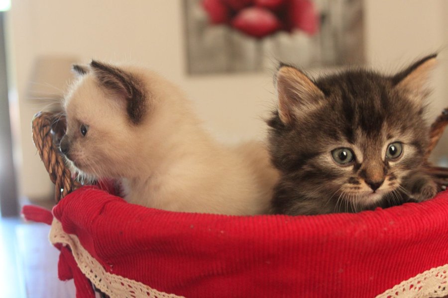 Domaine AbracadaRoom : La Maison du Bonheur - Image 15