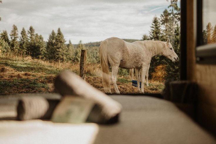 Hébergement AbracadaRoom : Homnest - L'Instant Sauvage - Vue Cimes & Forêt - Image 51