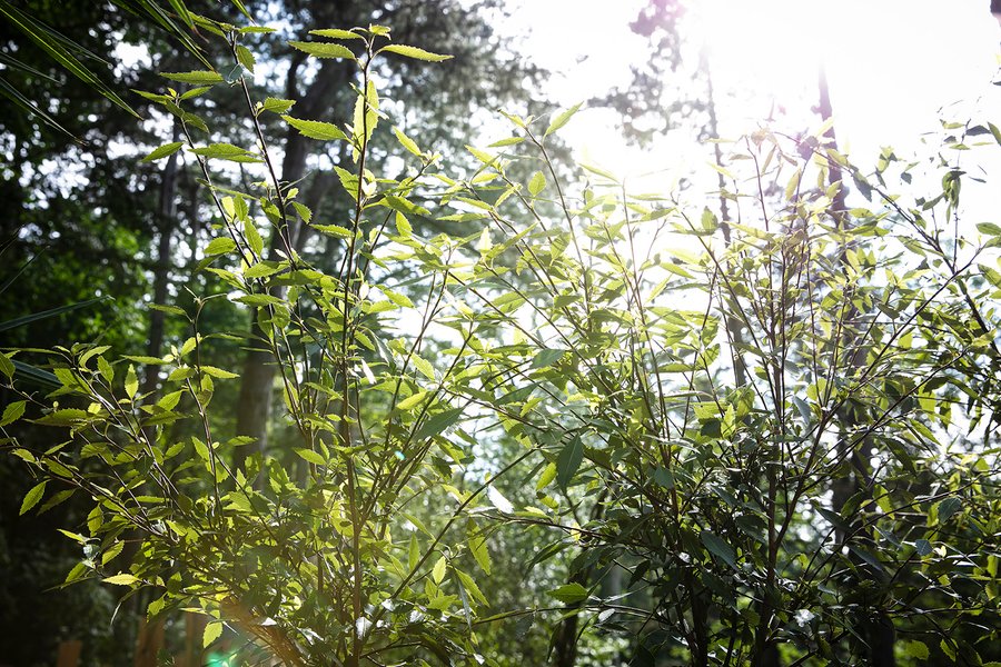 Hébergement AbracadaRoom : La Cabane Spa de Bain de Forêt - Image 15