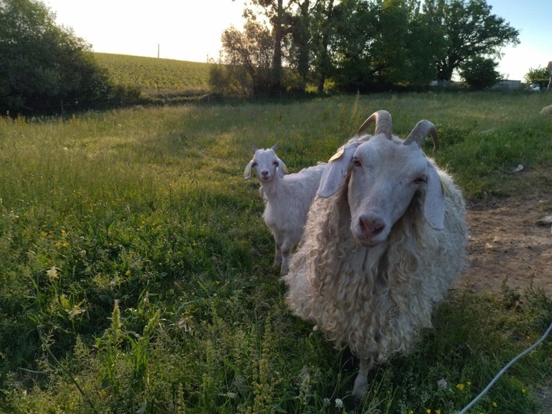 Domaine AbracadaRoom : Les Chemins d'Ambre & Thaïs - Image 11