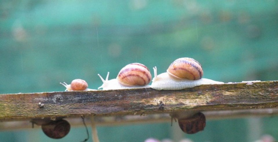 Domaine AbracadaRoom : Une Nuit aux Lierres - Image 3