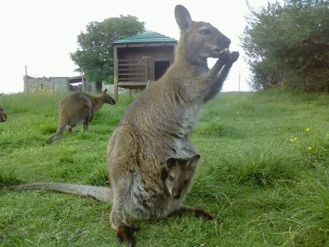 Hébergement AbracadaRoom : Tipi des wallabies n°1 - Image 5
