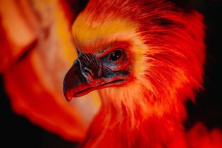 Chambre à thème Côte-d'Or