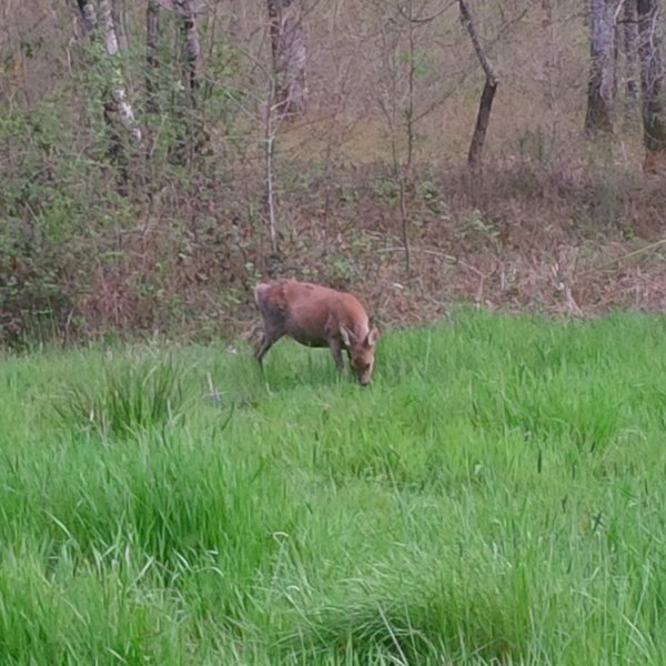 Domaine AbracadaRoom : Cabanes en Loire & Spa - Image 12