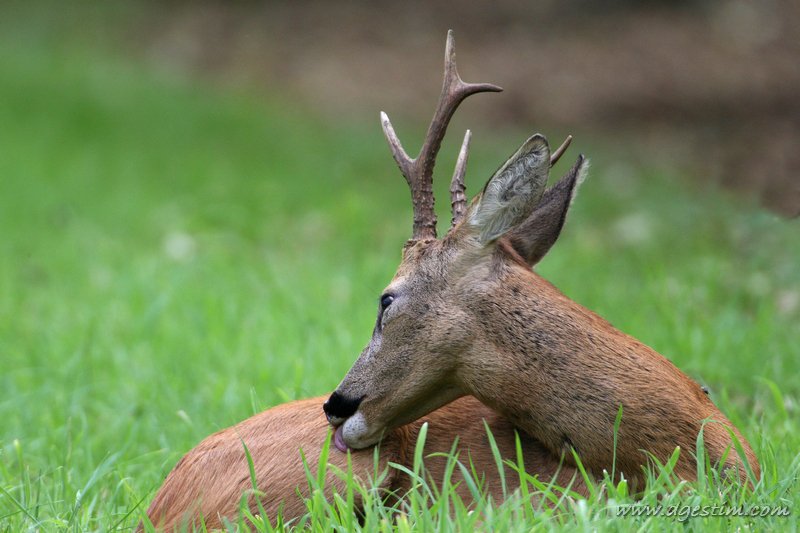 Domaine AbracadaRoom : Domaine Le Cul de Loup - Image 6