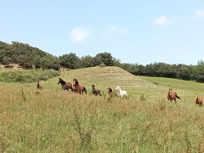 Domaine AbracadaRoom : Cabanes Trésors de Campagne - Image 32