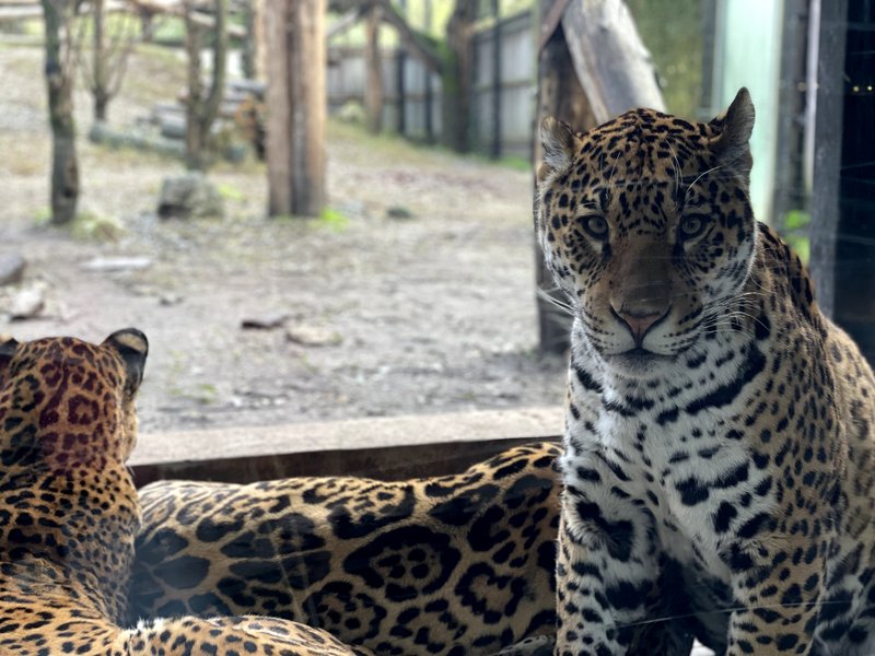 Hébergement AbracadaRoom : Lodge Jaguars & Spa & Dîner - Accès au zoo - Image 11