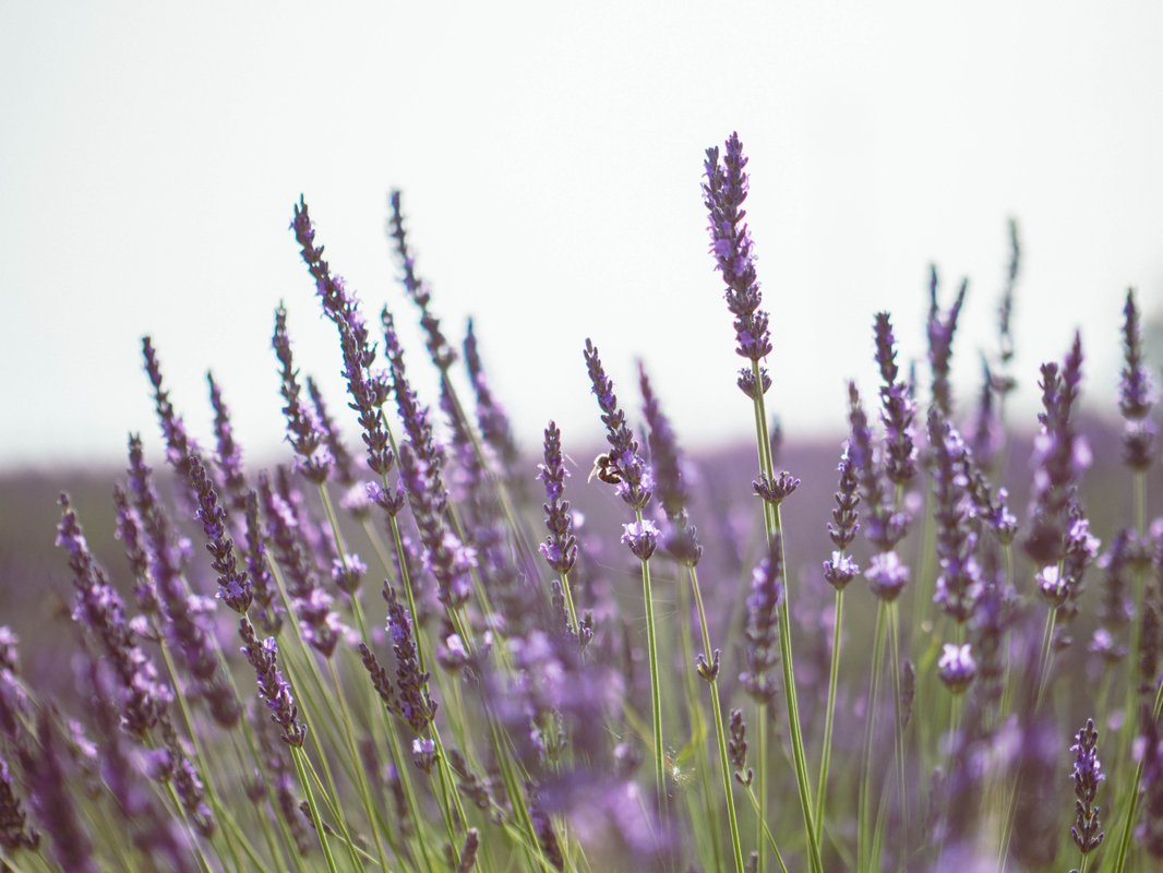 Les Lavandes à Valensole (6)