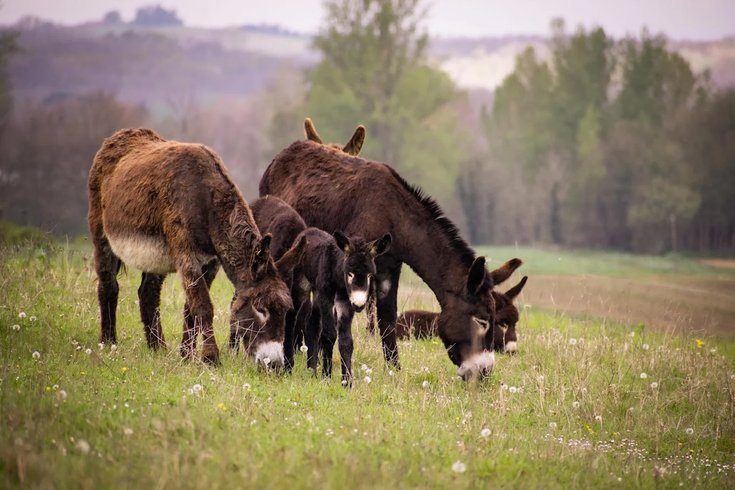 Domaine AbracadaRoom : Cosmeane - Image 2