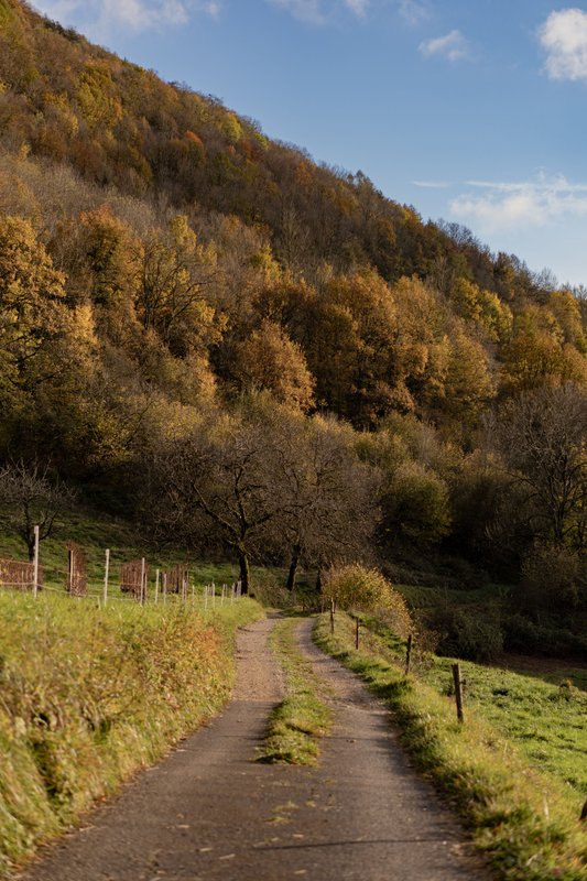 Belvédère du Haut Bugey - Refuge dans les cépages à Boyeux-Saint-Jérôme (48)