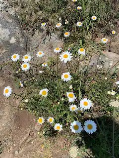 Domaine AbracadaRoom : Roulotte du Jura Vert - Image 7