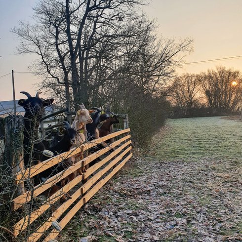 Hébergement AbracadaRoom : Tiny House La Chèvrerie proche de Montargis - 1h de Paris ! - Image 23