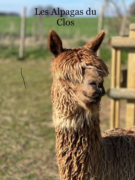 Domaine AbracadaRoom : Les alpagas du clos - Image 8