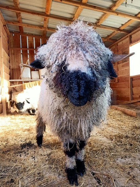 Domaine AbracadaRoom : Centre Agro Environnemental de Brassacou - Image 10