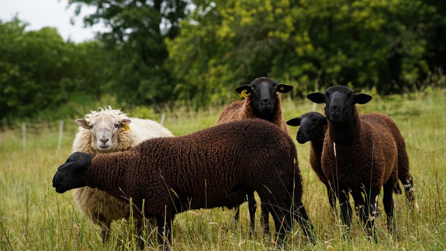 Domaine AbracadaRoom : La Ferme de la Goursaline - Image 2