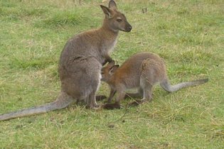 Wallaby de Benett'on