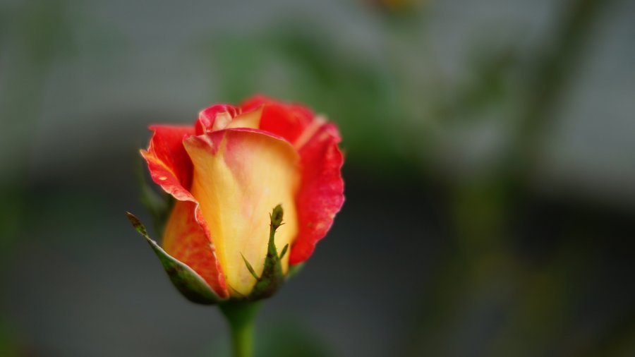 Domaine AbracadaRoom : La Ferme de la Goursaline - Image 5