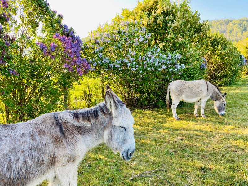 Domaine AbracadaRoom : Domaine de Suzel - Image 9